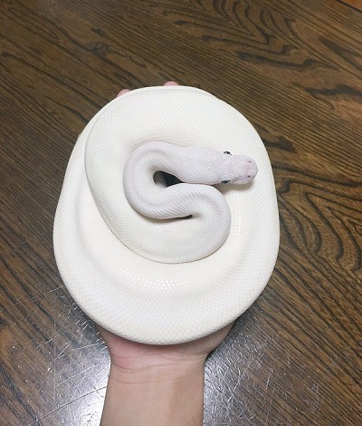 おもしろエイプリルフールまとめ