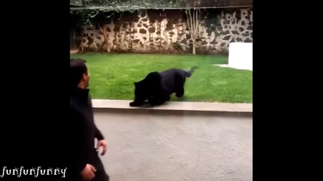飛びかかりそうな黒豹