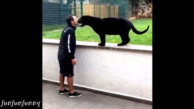 キスする黒豹
