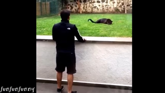 甘えてこっちを見る黒豹