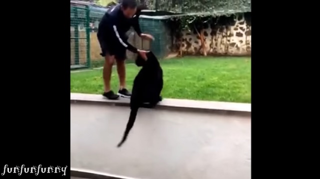 じゃれる黒豹