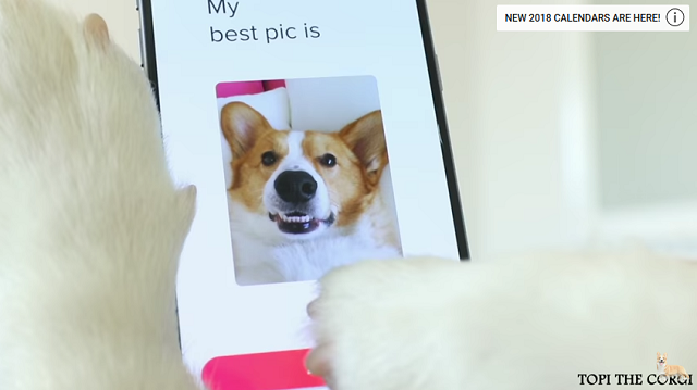 Tinderで彼女を探すコーギーが