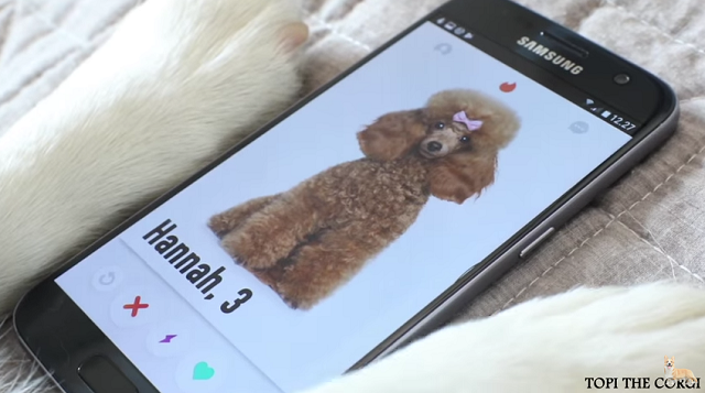 Tinderで彼女を探すコーギーが