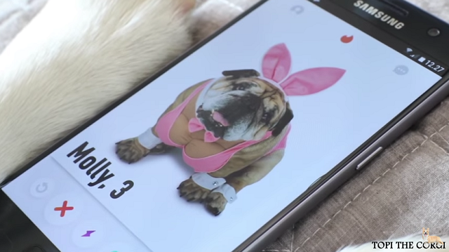 Tinderで彼女を探すコーギーが