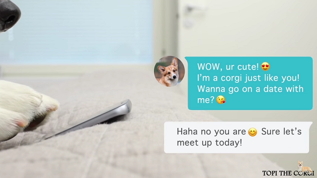 Tinderで彼女を探すコーギーが