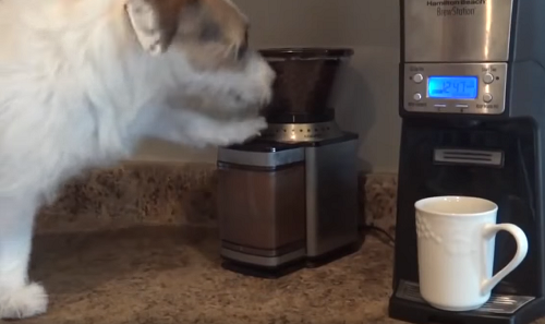 世界一賢い犬