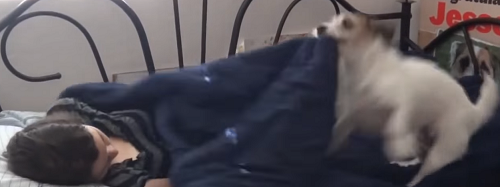 世界一賢い犬