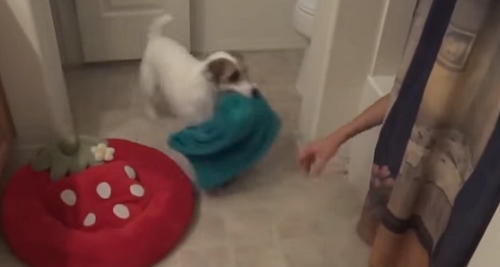 世界一賢い犬
