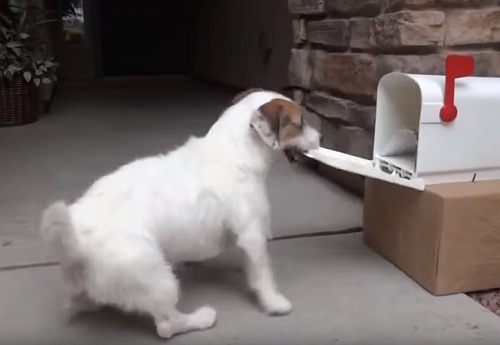 世界一賢い犬