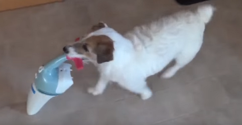 世界一賢い犬