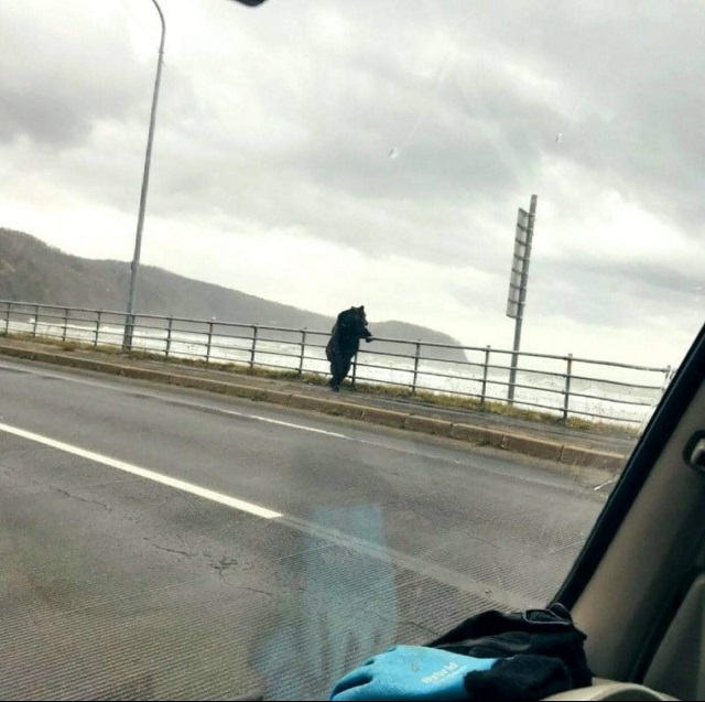 黄昏れるヒグマ