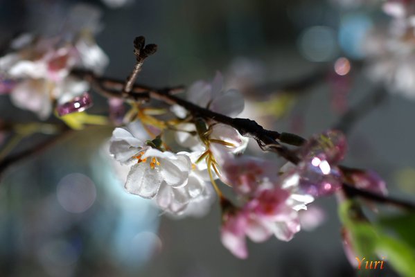 クリスタル桜