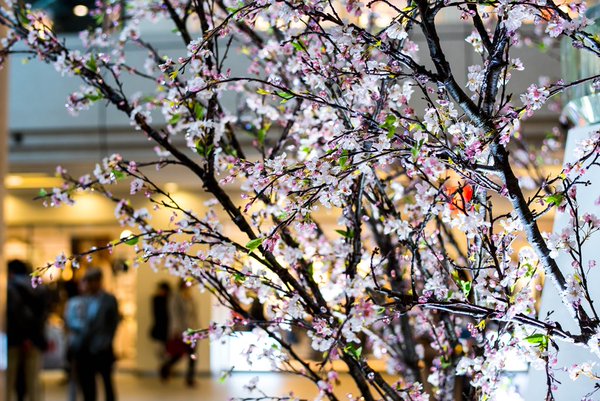 クリスタル桜