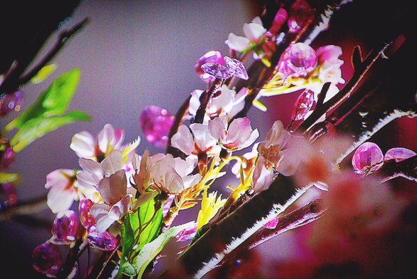 クリスタル桜