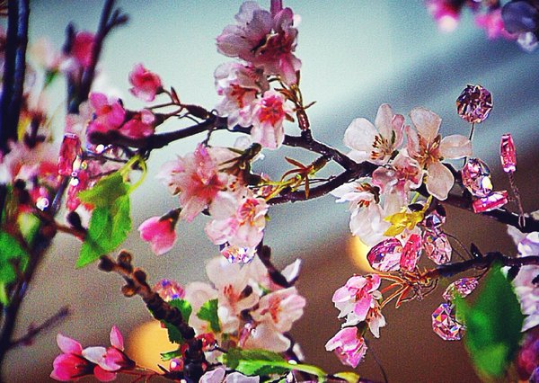 クリスタル桜