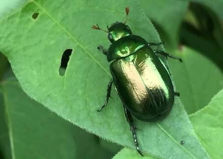 黄金を賃金にすると世知辛い