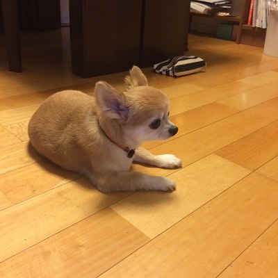 ポケモンGOで起こった珍プレー