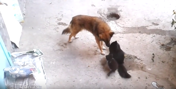 母猫が仲良しの犬に子猫を見せにやってきた