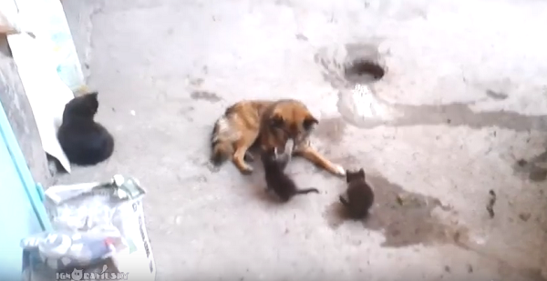 母猫が仲良しの犬に子猫を見せにやってきた