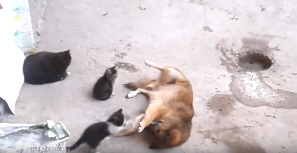 母猫が仲良しの犬に子猫を見せにやってきた