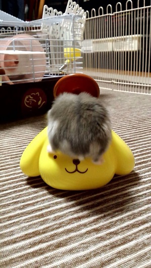 ハッピーセットのおまけに喜ぶハムスター