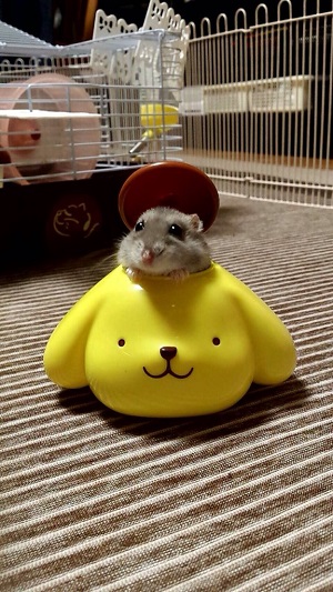 ハッピーセットのおまけに喜ぶハムスター