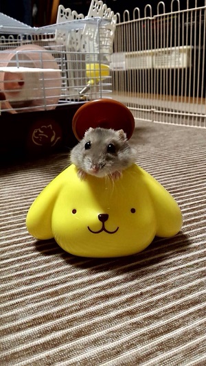 ハッピーセットのおまけに喜ぶハムスター