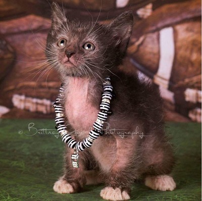 秘密にしておきたかった生き物