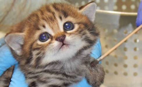 秘密にしておきたかった生き物