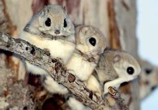 秘密にしておきたかった生き物