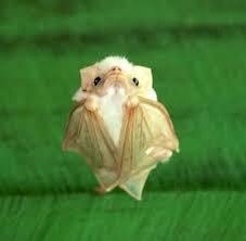 秘密にしておきたかった生き物