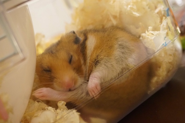 ハムスターに餌あげといて!