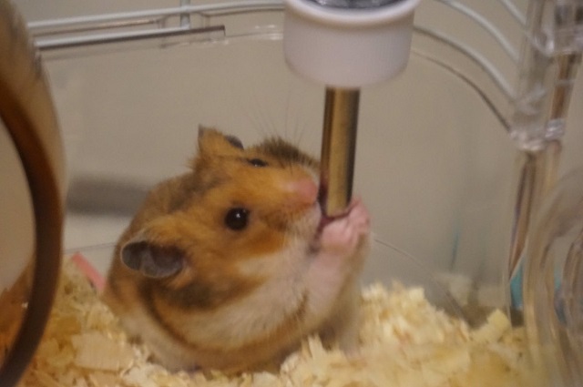 ハムスターに餌あげといて!