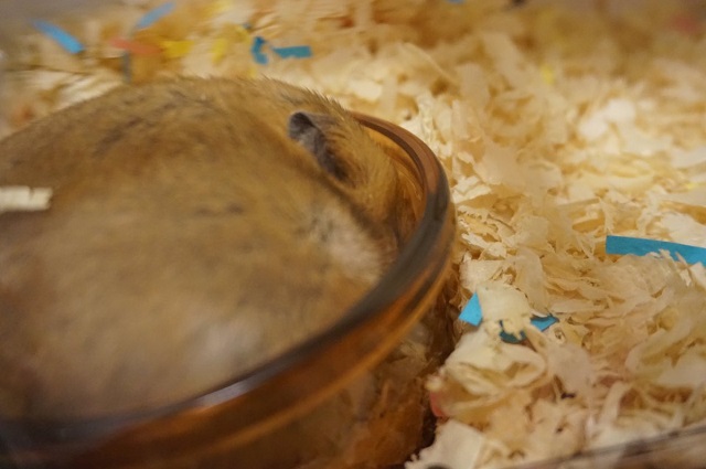 ハムスターに餌あげといて!