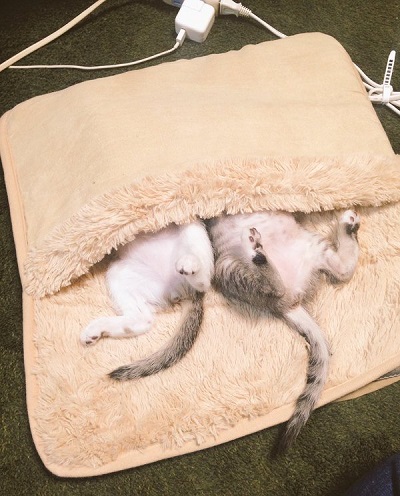 足用ホットカーペットが大好きな2匹の猫