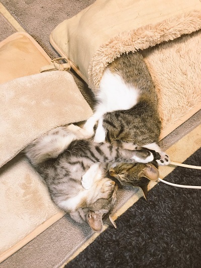 足用ホットカーペットが大好きな2匹の猫