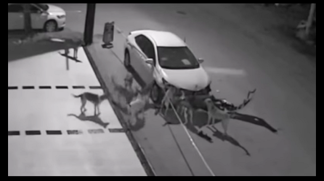 野良犬の群れが車を破壊