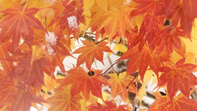 北海道の紅葉と雪