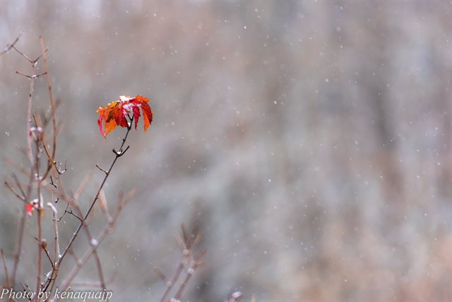 北海道の紅葉と雪
