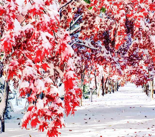 北海道の紅葉と雪