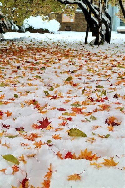 北海道の紅葉と雪
