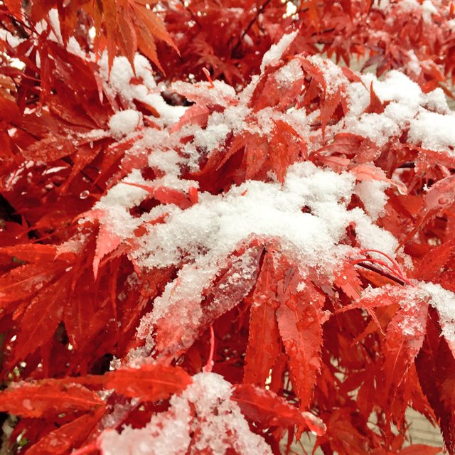 北海道の紅葉と雪
