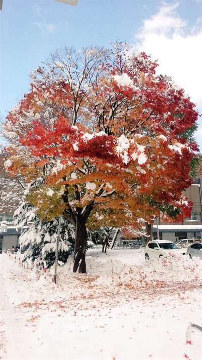 北海道の紅葉と雪
