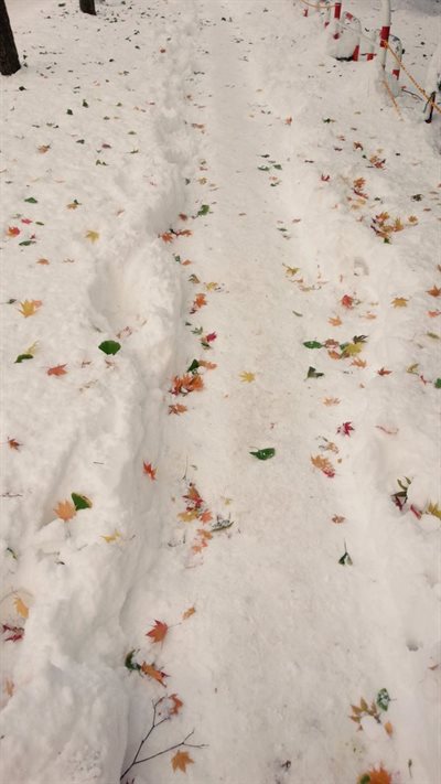 北海道の紅葉と雪