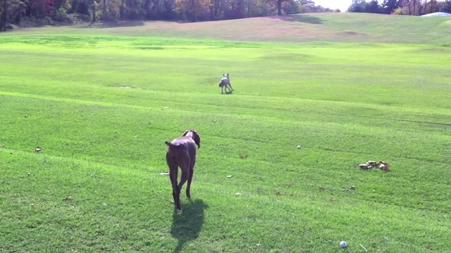 犬がオオカミに近づく