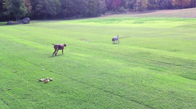 犬がオオカミに近づく