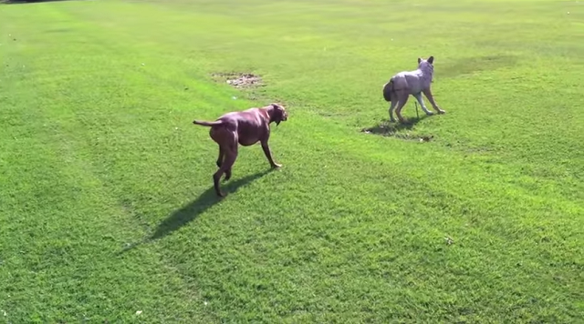犬がオオカミに近づく