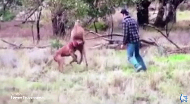 カンガルーに襲われている愛犬を守るために飼い主が顔面パンチ