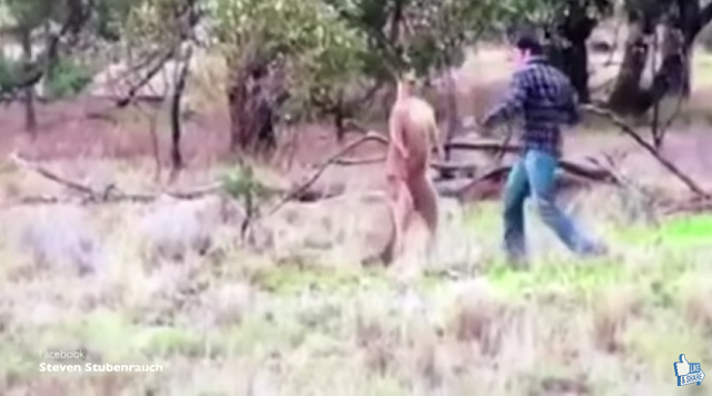 カンガルーに襲われている愛犬を守るために飼い主が顔面パンチ