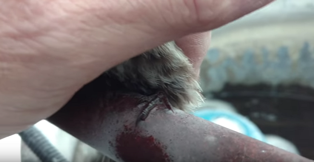 凍った鉄柵にスズメ